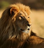 Dimex LION fotótapéta, poszter, vlies alapanyag, 225x250 cm