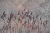 Dimex Nád fotótapéta, poszter, vlies alapanyag, 375x250 cm