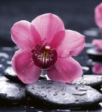 Dimex ORCHID fotótapéta, poszter, vlies alapanyag, 225x250 cm