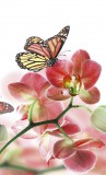 Dimex ORCHIDS AND BUTTERFLY fotótapéta, poszter, vlies alapanyag, 150x250 cm