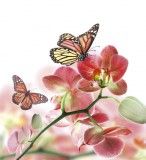 Dimex ORCHIDS AND BUTTERFLY fotótapéta, poszter, vlies alapanyag, 225x250 cm