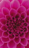 Dimex PINK DAHLIA fotótapéta, poszter, vlies alapanyag, 150x250 cm