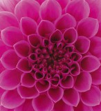 Dimex PINK DAHLIA fotótapéta, poszter, vlies alapanyag, 225x250 cm