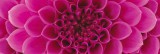 Dimex PINK DAHLIA öntapadós konyhai poszter, 180x60 cm