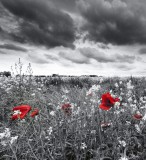 Dimex POPPIES BLACK fotótapéta, poszter, vlies alapanyag, 225x250 cm