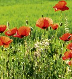 Dimex POPPY FIELD fotótapéta, poszter, vlies alapanyag, 225x250 cm