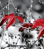 Dimex RED LEAVES ON BLACK fotótapéta, poszter, vlies alapanyag, 225x250 cm
