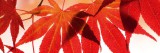 Dimex RED LEAVES öntapadós konyhai poszter, 180x60 cm