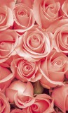 Dimex ROSES fotótapéta, poszter, vlies alapanyag, 150x250 cm