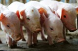 Dimex SMALL PIGS IN THE FARM fotótapéta, poszter, vlies alapanyag, 375x250 cm