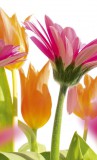 Dimex SPRING FLOWERS fotótapéta, poszter, vlies alapanyag, 150x250 cm