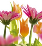 Dimex SPRING FLOWERS fotótapéta, poszter, vlies alapanyag, 225x250 cm