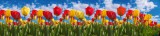 Dimex SPRING TULIP FIELD öntapadós konyhai poszter, 260x60 cm