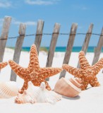 Dimex STARFISH fotótapéta, poszter, vlies alapanyag, 225x250 cm