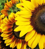 Dimex SUNFLOWERS fotótapéta, poszter, vlies alapanyag, 225x250 cm