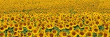 Dimex SUNFLOWERS öntapadós konyhai poszter, 180x60 cm