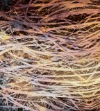 Dimex Széna fotótapéta, poszter, vlies alapanyag, 225x250 cm