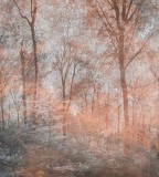 Dimex Színes erdő fotótapéta, poszter, vlies alapanyag, 225x250 cm
