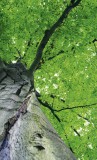 Dimex TREETOP fotótapéta, poszter, vlies alapanyag, 150x250 cm