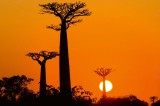 Dimex Vlies Fotótapéta - Avenue of baobab at sunset - 375x250 cm