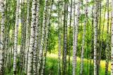 Dimex Vlies Fotótapéta - Birch forest - 375x250 cm