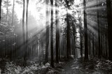 Dimex Vlies Fotótapéta - Black and white forest - 375x250 cm