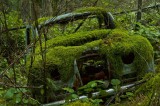 Dimex Vlies Fotótapéta - Car covered in moss - 375x250 cm
