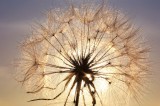 Dimex Vlies Fotótapéta - Dandelion at sunset - 375x250 cm
