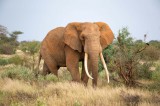 Dimex Vlies Fotótapéta - Elephant is walking between the bush - 375x250 cm