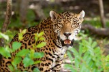 Dimex Vlies Fotótapéta - Jaguar in wildlife - 375x250 cm