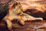 Dimex Vlies Fotótapéta - Lion at sunset - 375x250 cm