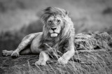 Dimex Vlies Fotótapéta - Mighty and beautiful lion - 375x250 cm