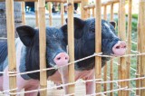 Dimex Vlies Fotótapéta - Piglet twin in the farm - 375x250 cm