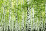 Dimex Vlies Fotótapéta - Spring birch forest - 375x250 cm
