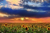 Dimex Vlies Fotótapéta - Sunflowers in sunset - 375x250 cm