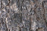 Dimex Vlies Fotótapéta - Tree bark texture close up - 375x250 cm