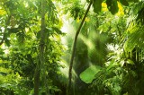 Dimex Vlies Fotótapéta - Tropical forest - 375x250 cm