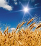 Dimex WHEAT FIELD fotótapéta, poszter, vlies alapanyag, 225x250 cm