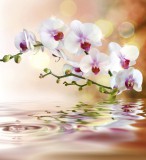 Dimex WHITE ORCHID fotótapéta, poszter, vlies alapanyag, 225x250 cm