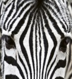 Dimex ZEBRA fotótapéta, poszter, vlies alapanyag, 225x250 cm