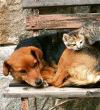 Dimex CAT AND DOG fotótapéta, poszter, vlies alapanyag, 225x250 cm