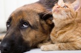 Dimex CAT AND DOG TOGETHER fotótapéta, poszter, vlies alapanyag, 375x250 cm
