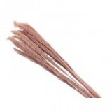 Egyéb Díszfű pink