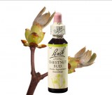 EREDETI BACH VIRÁGESZENCIA CHESTNUT-VADGESZTENYERÜGY 20 ML-A TANULÁS VIRÁGA