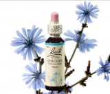 EREDETI BACH VIRÁGESZENCIA CHICORY-MEZEI KATÁNG 20 ML-AZ ANYASÁG VIRÁGA