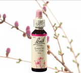 EREDETI BACH VIRÁGESZENCIA LARCH-VÖRÖSFENYŐ 20ML AZ ÖNBIZALOM VIRÁGA