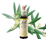 EREDETI BACH VIRÁGESZENCIA OLIVE-OLAJFA 20ML-A MEGÚJULÁS VIRÁGA