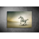 Fehér Ló Vászonkép 012 áv-012