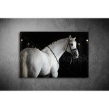 Fehér Ló Vászonkép 097 áv-097