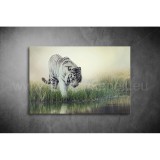 Fehér Tigris Vászonkép 032 áv-032